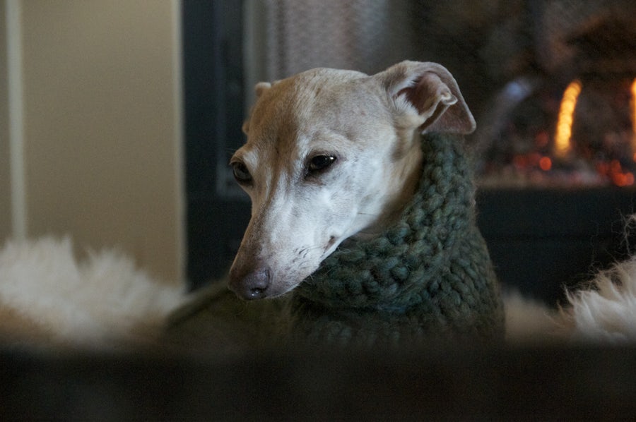 Bubba the greyhound